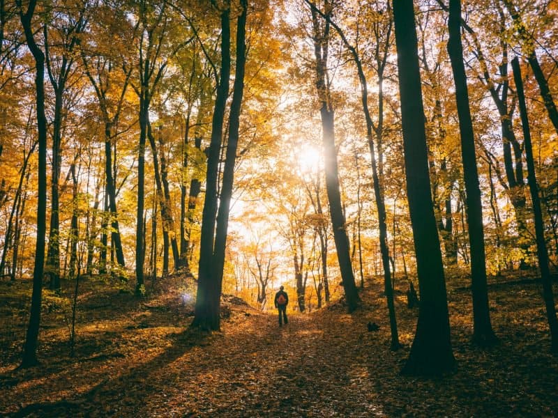 person hiking in a forest