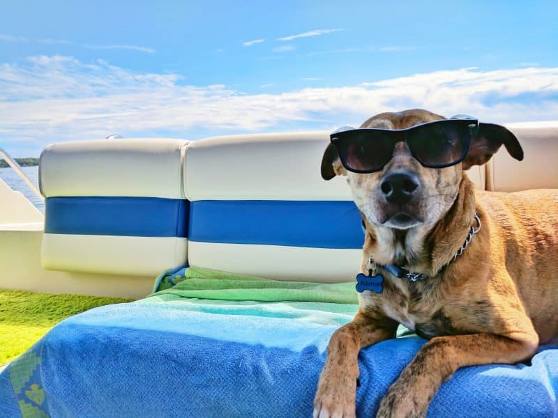 dog on a beach