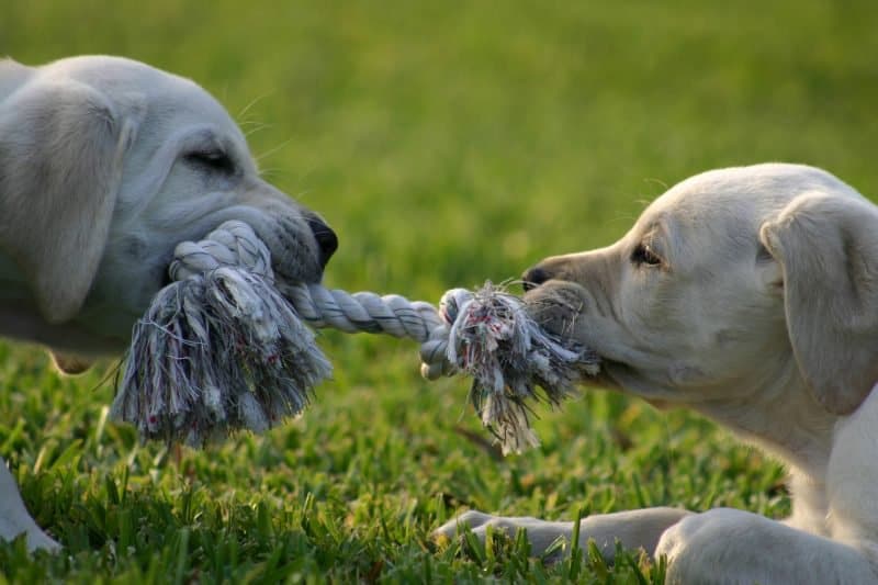 dogs fighting over a chew toy