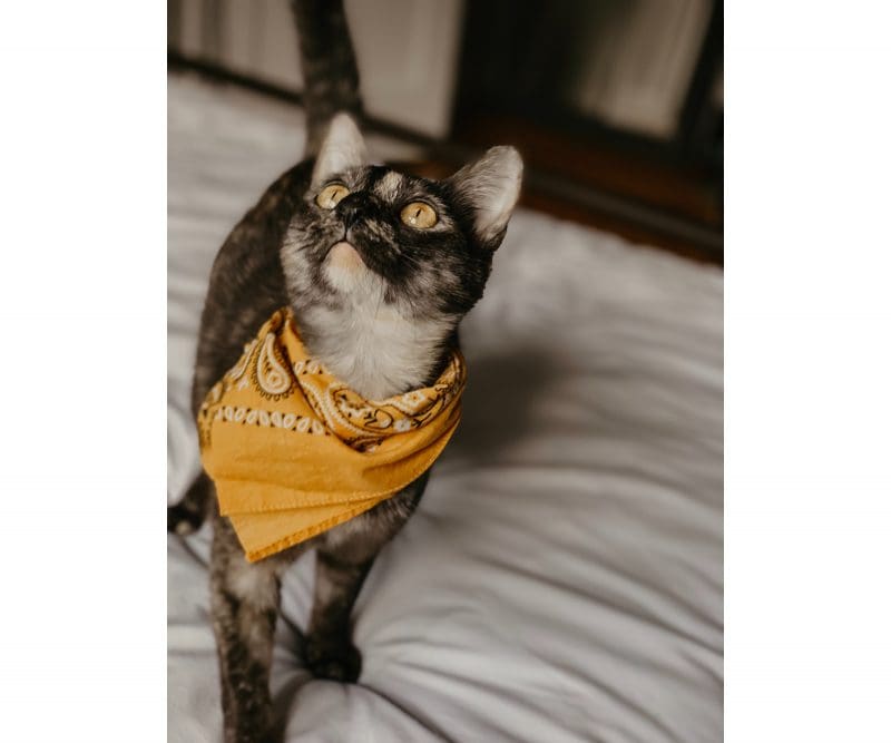 cat wearing a yellow bandana