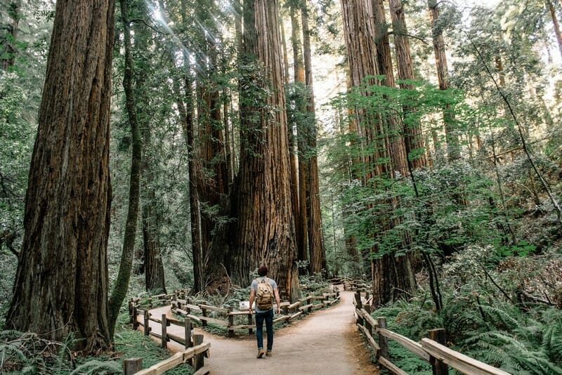 a person choosing between two paths in the woods